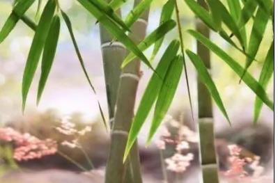 竹子的启示（很震撼）